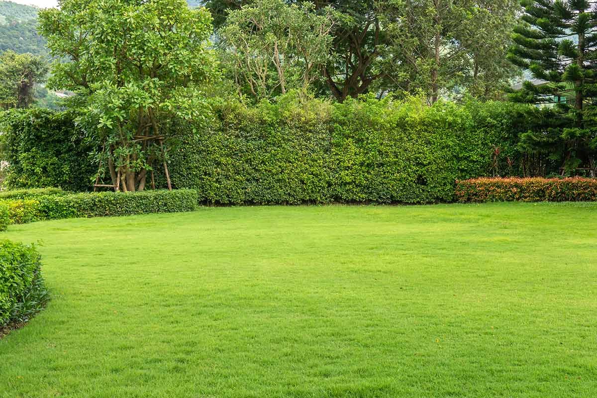 Lawn Care Maintenance